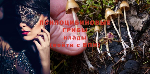 прущие грибы Магадан